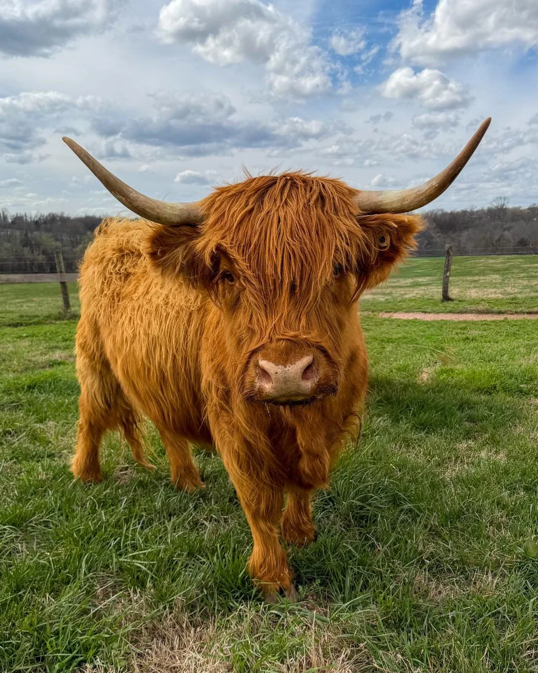 A Highland cow with long horns and shaggy brown fur standing on a farm with a wooden fence in the background.