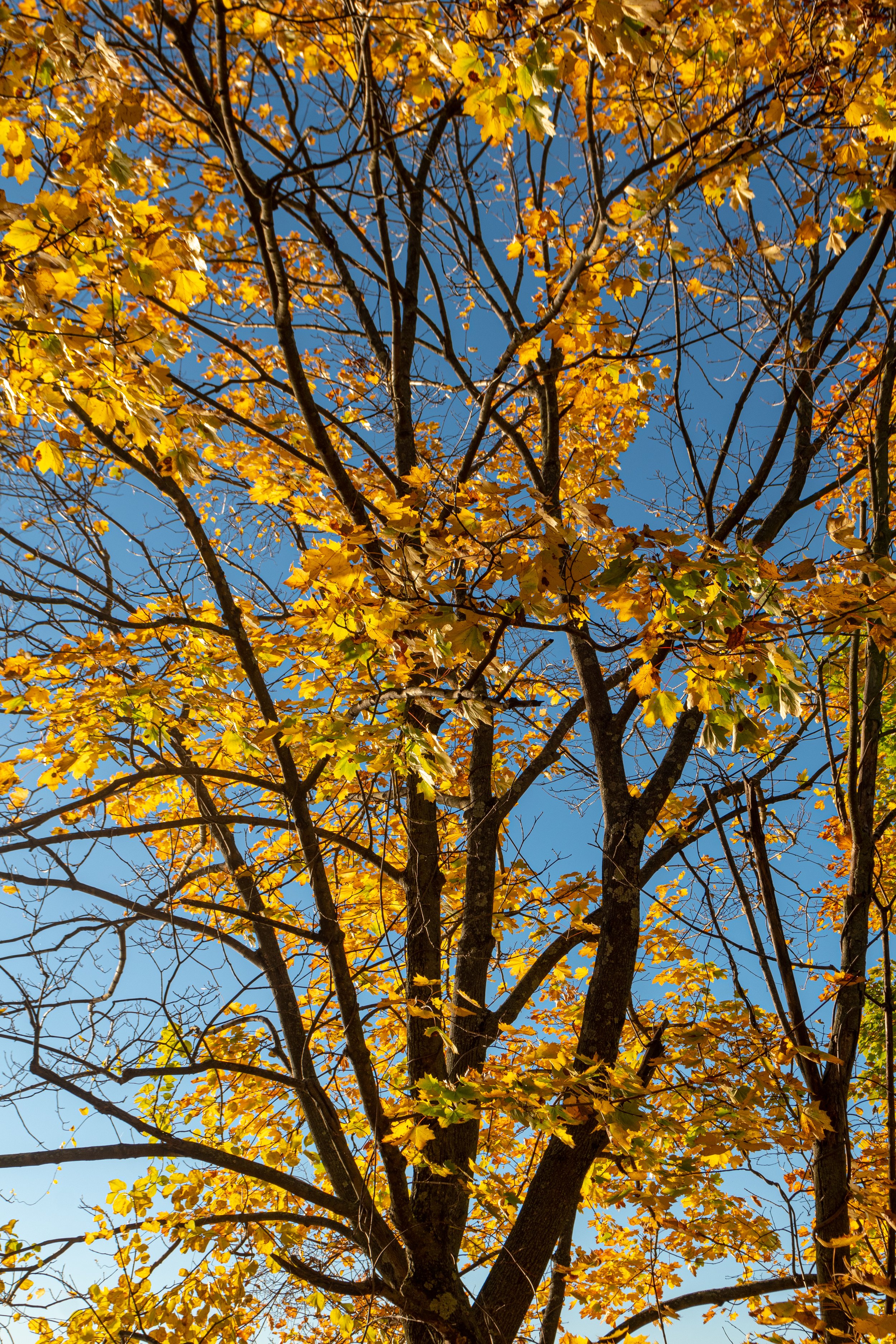 DSC_0631.jpg