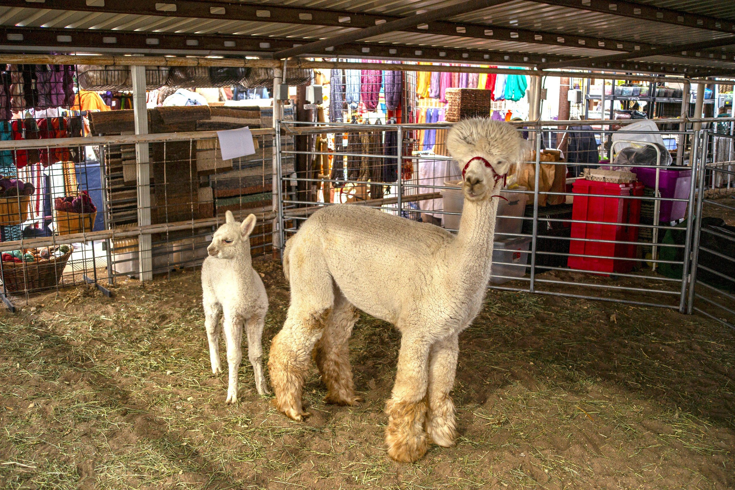 2022_mavwa_wool_festival-02-Oct-2022-_DSC9313.jpg