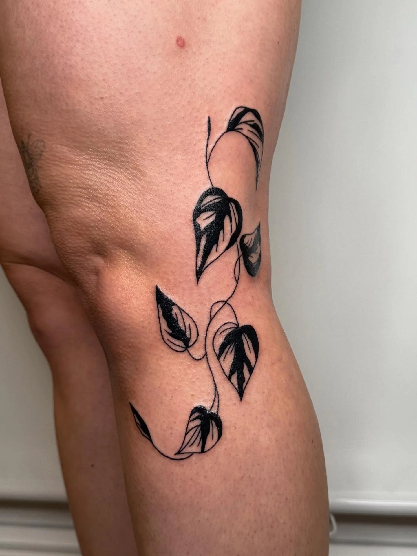 Pothos flash in the perfect spot 🌿 I love how this one moves!!!