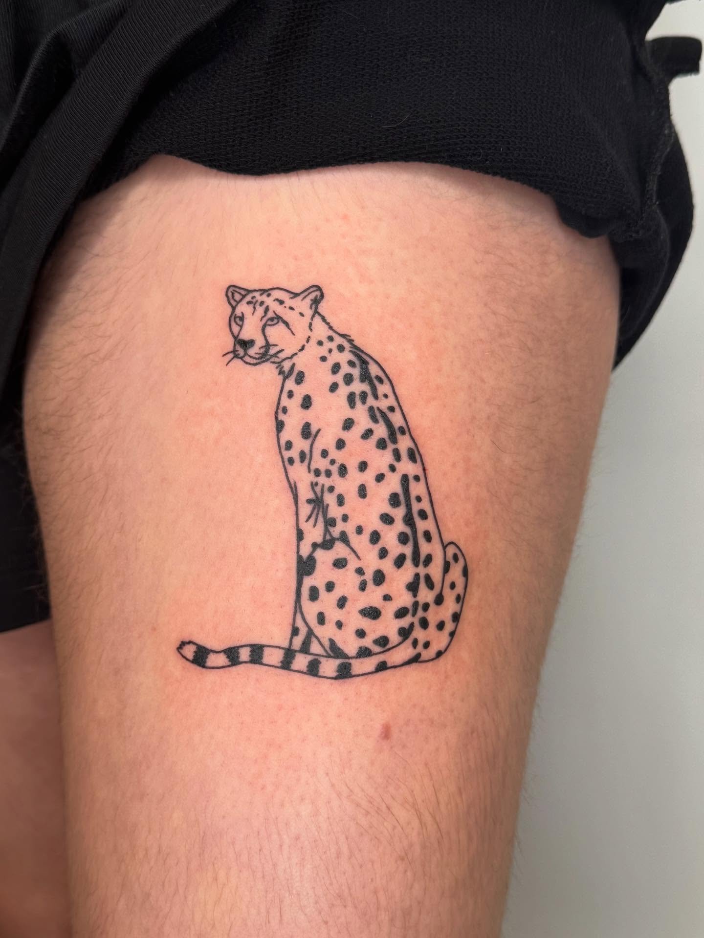 Big weekend for the cats 🐈🐈&zwj;⬛