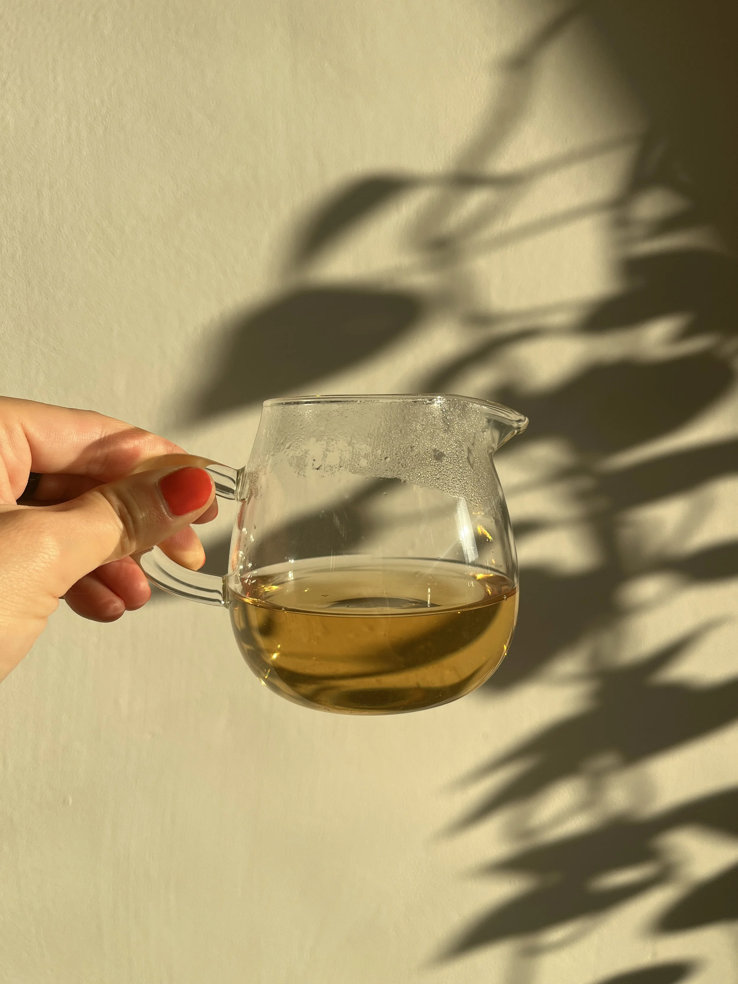 Hand hält eine Glas Karaffe mit warmem Wasser vor einer hellen Wand, Schatten von Blättern auf der Wand