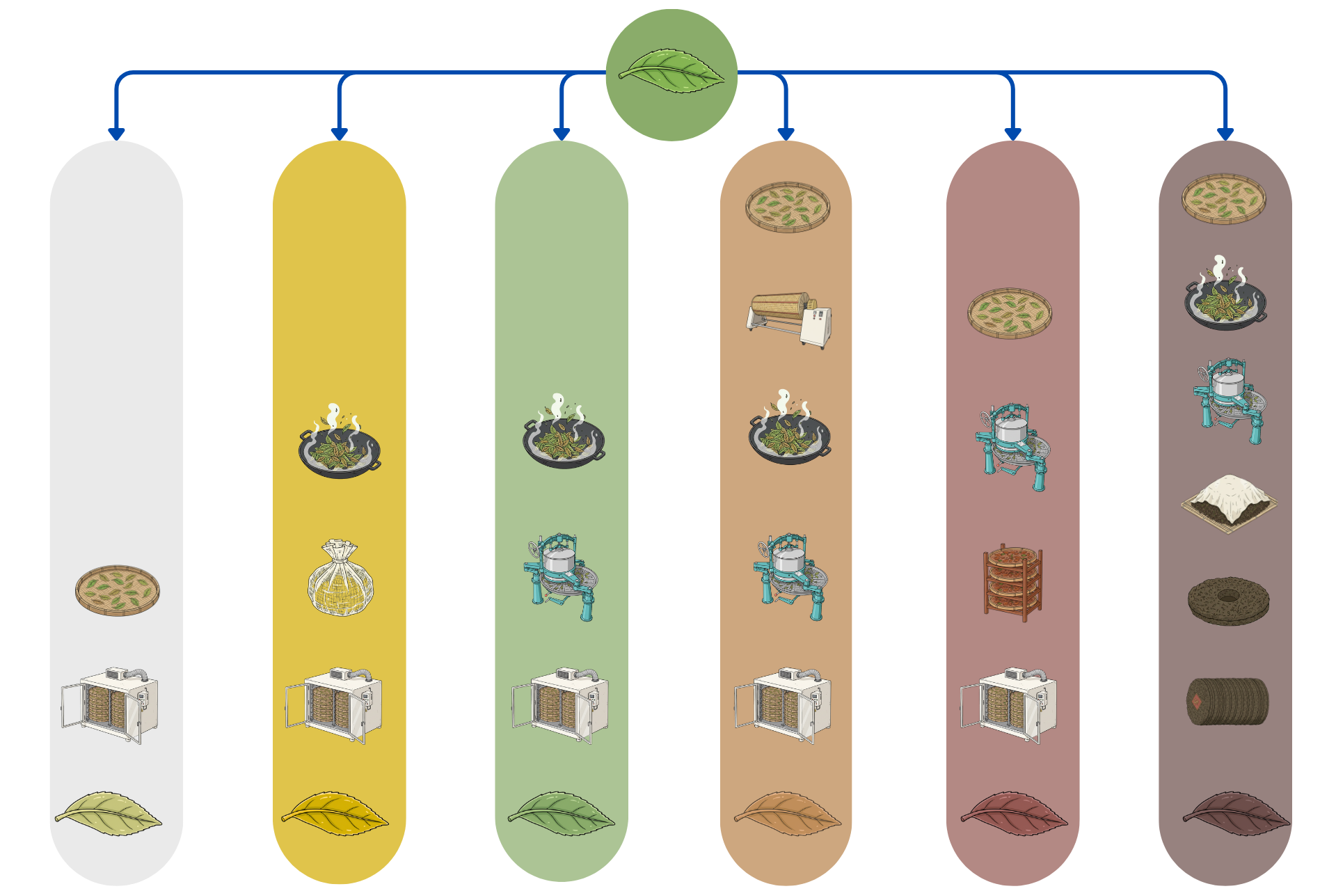 Farbenlehre: Wie aus einer Pflanze die 6 Teesorten entstehen