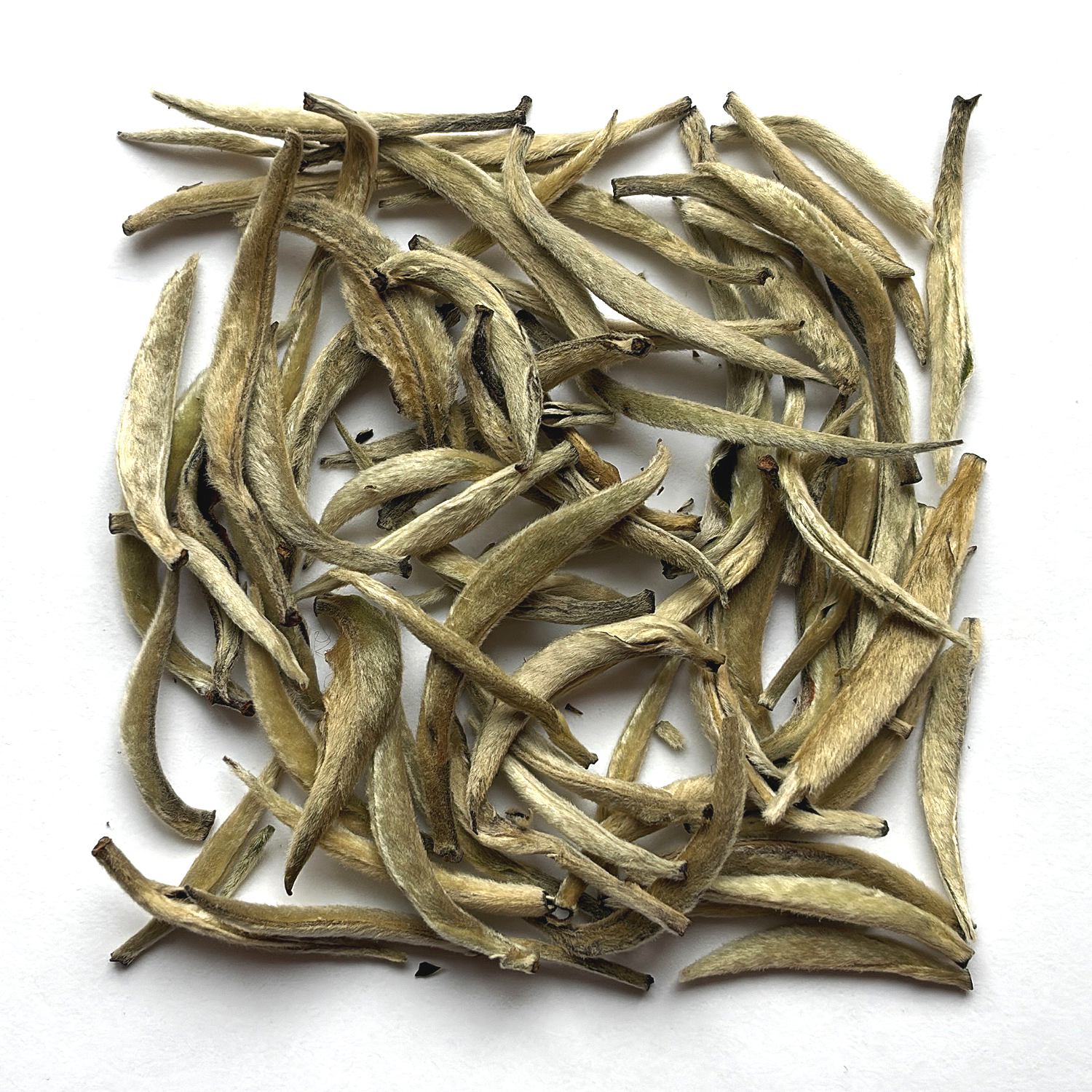 Edelster weißer Silver needle Tee auf weißem Hintergrund.