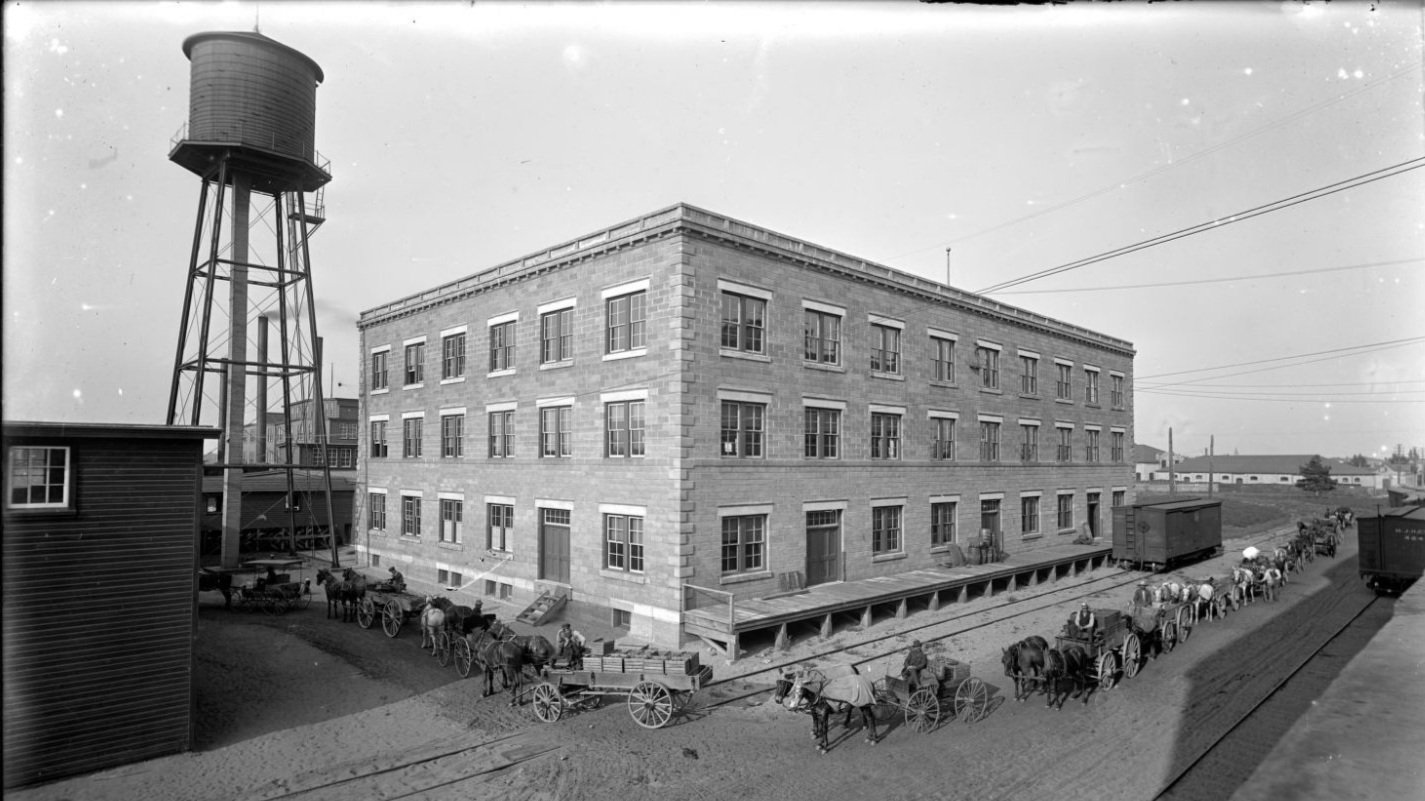 1908. Wagons of cucumbers being delivered to the Heinz branch factory in Holland