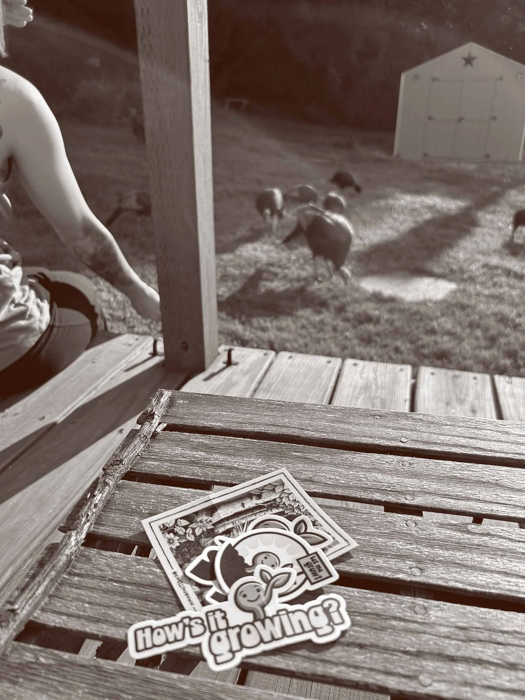 A wooden deck with some stickers and photographs scattered on it, with a group of turkeys in the background near a shed.