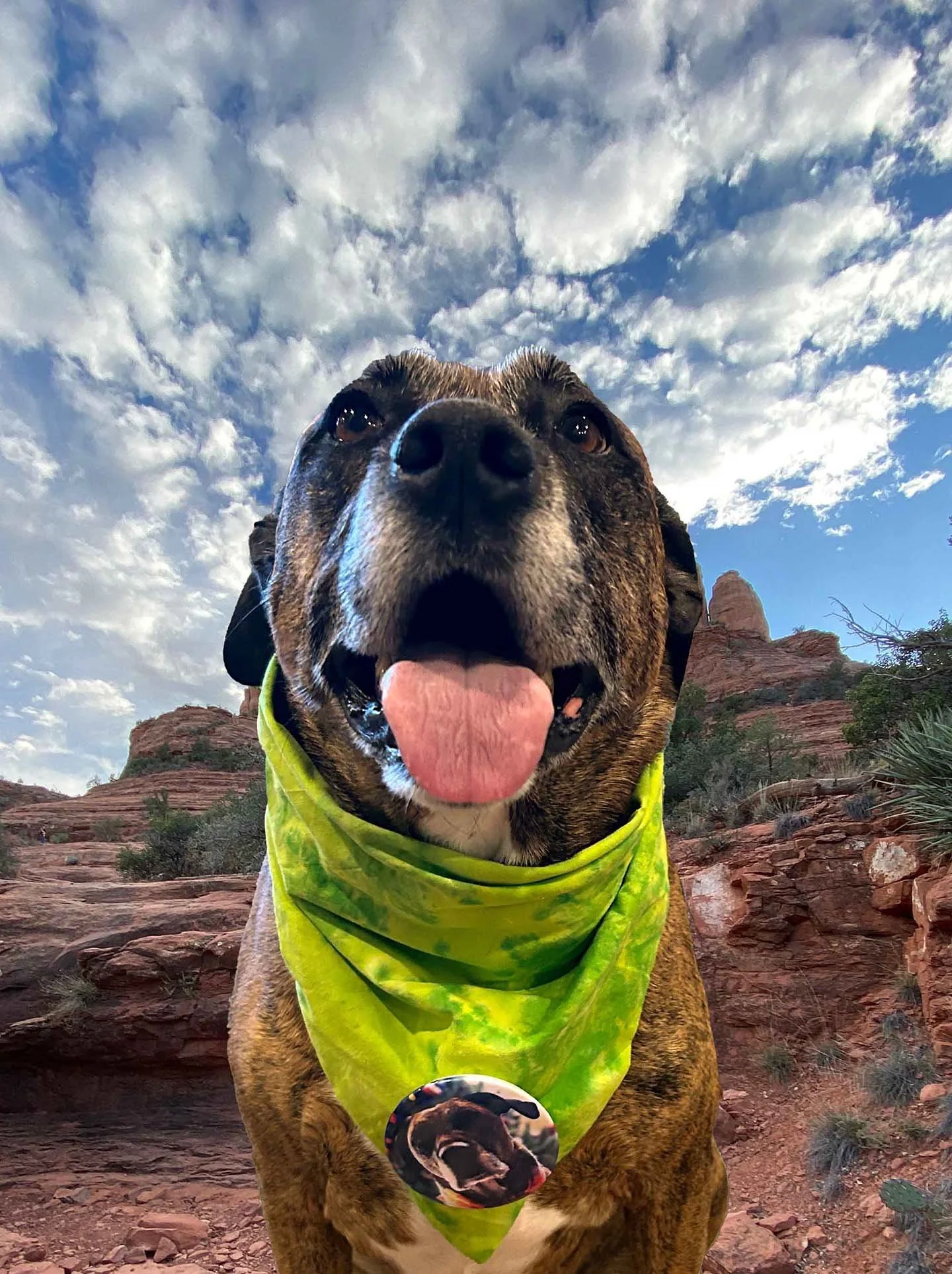 A dog with a brindle coat wearing a yellow bandana with a round badge, outdoors in a desert landscape with rock formations and a cloudy sky.