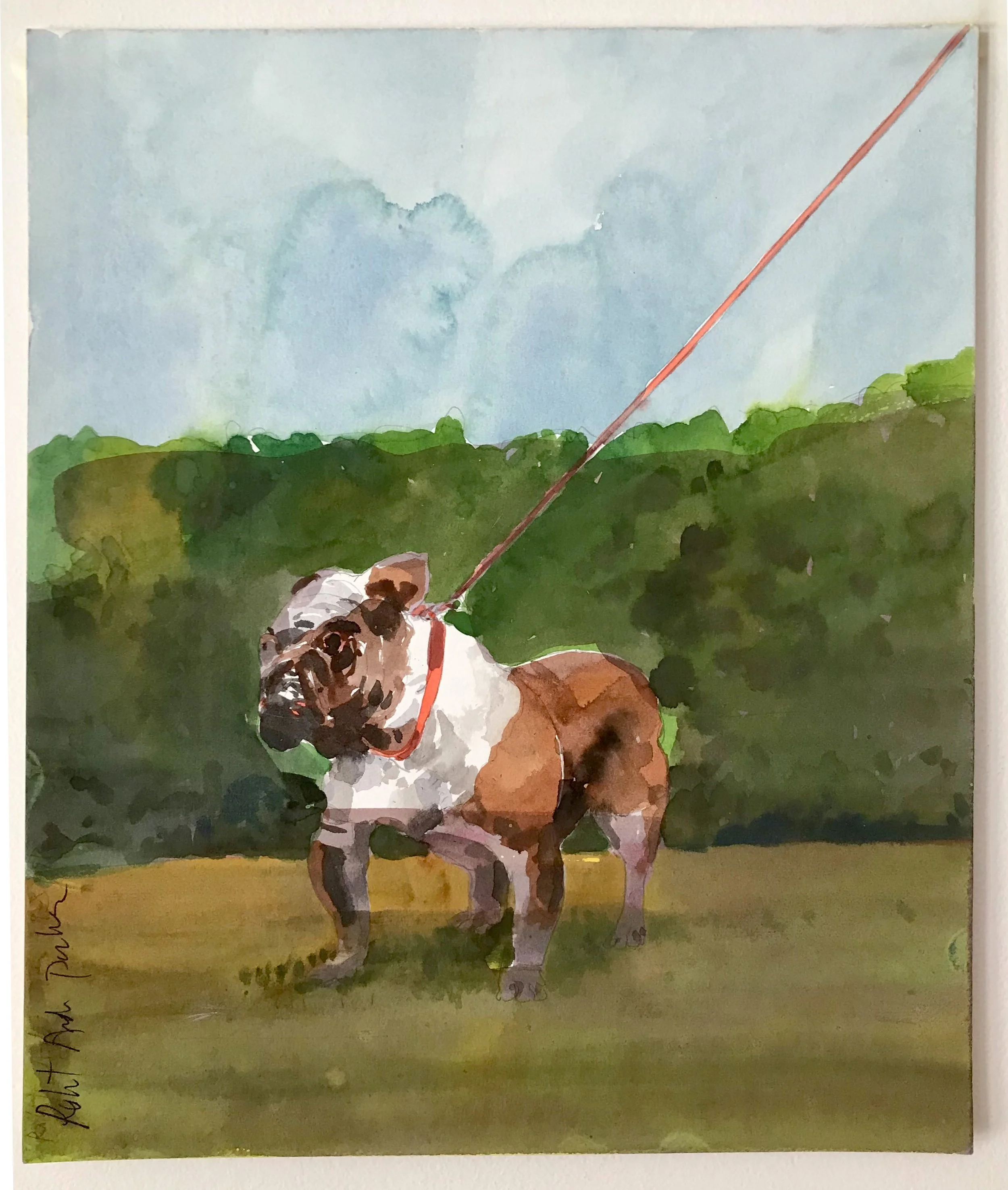 Bull Dog - watercolor on paper - 13"H x 11"W