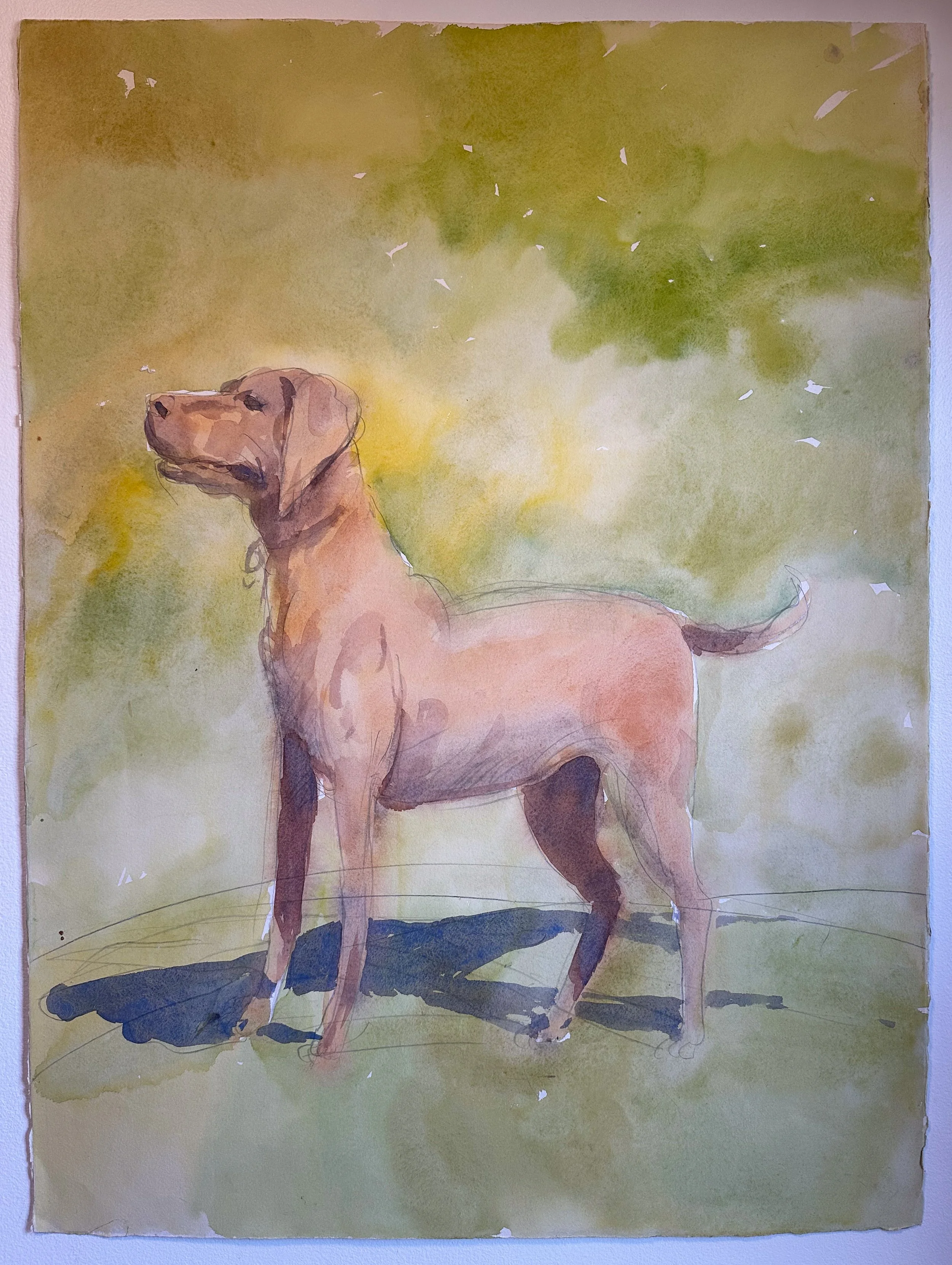 Standing Pointer - watercolor on paper - 30"H x 22"W
