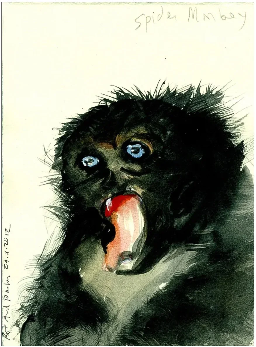 Spider Monkey - watercolor on paper