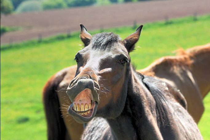 Springtime Sneezes