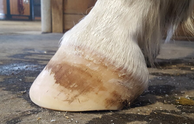 Building Strong Hooves Through Nutrition