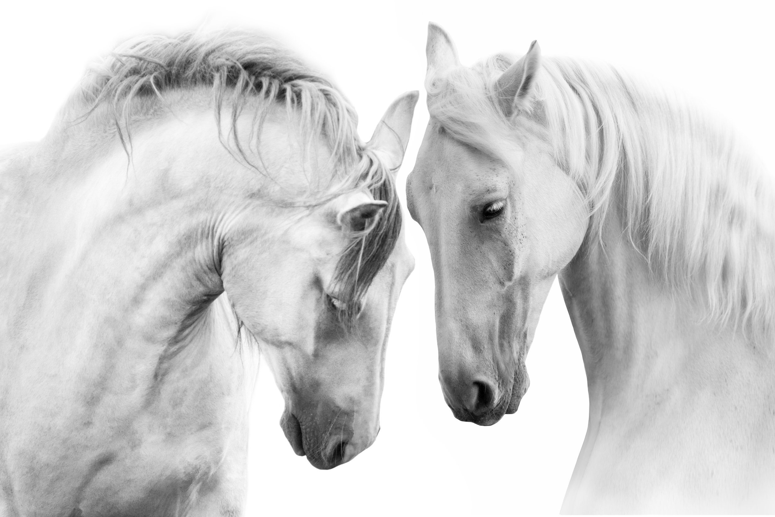 whitehorses.jpg