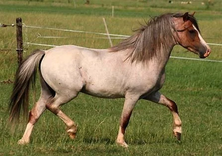 Blog Post One: How to tell if your horse is in pain using RHpE