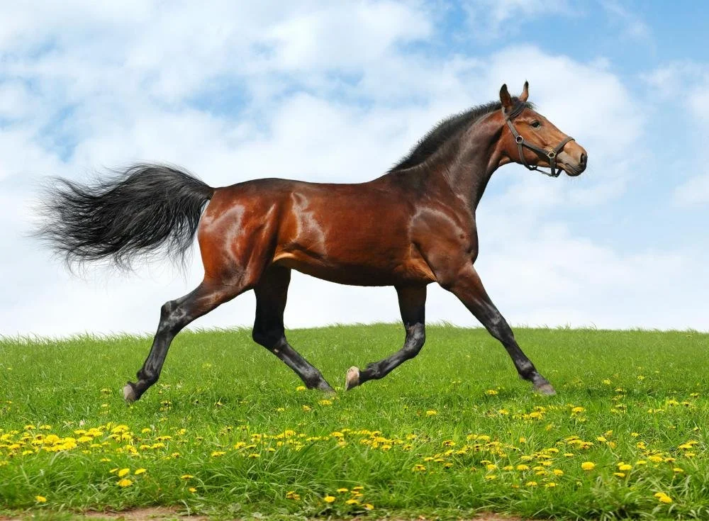 Blog Post Five: Ways your horse is trying to communicate with you that they are in pain