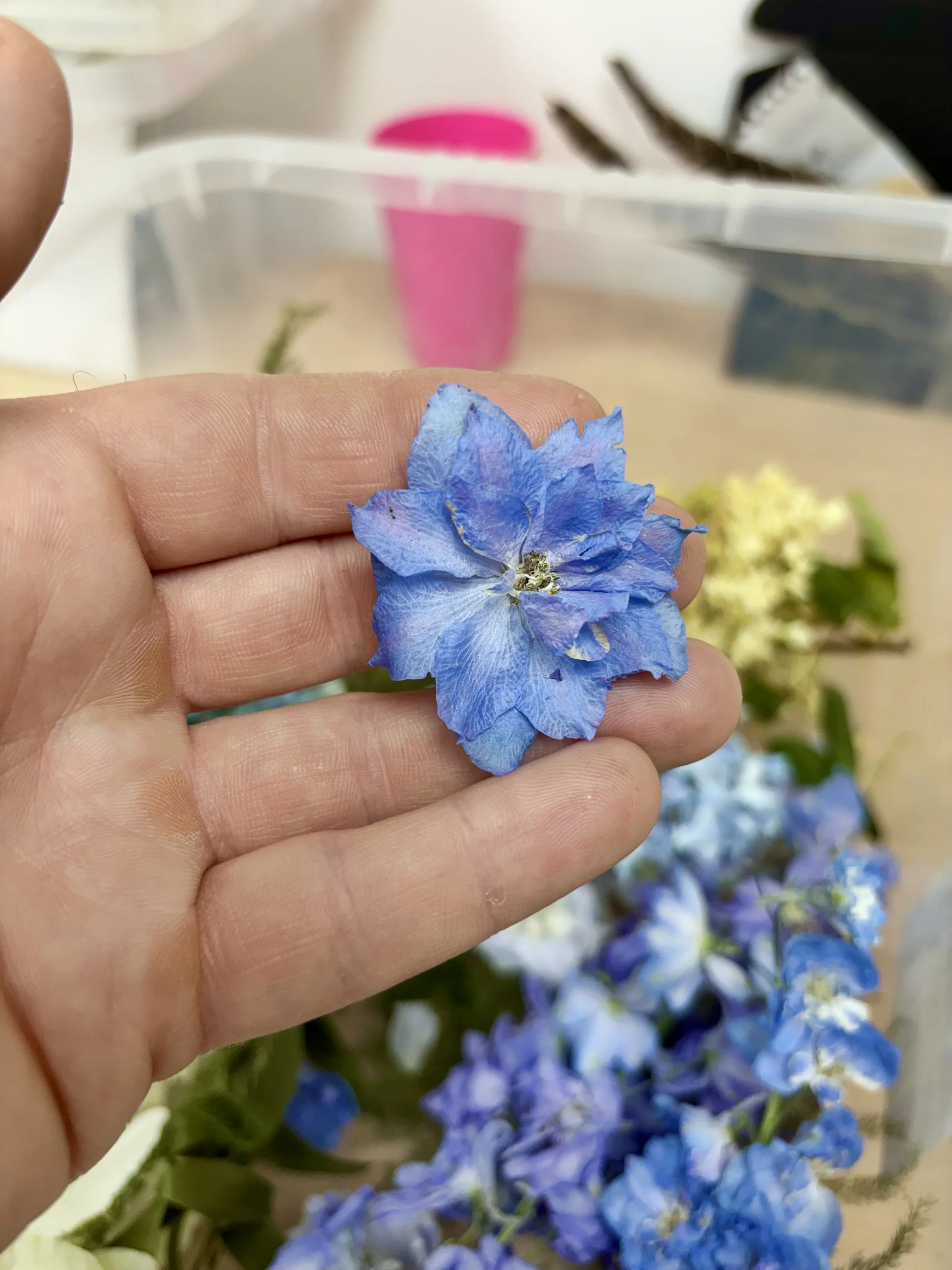 Close-up of a hand holding a blue hydrangea flower with purple hues, with blurred flowers and a pink flower pot in the background.