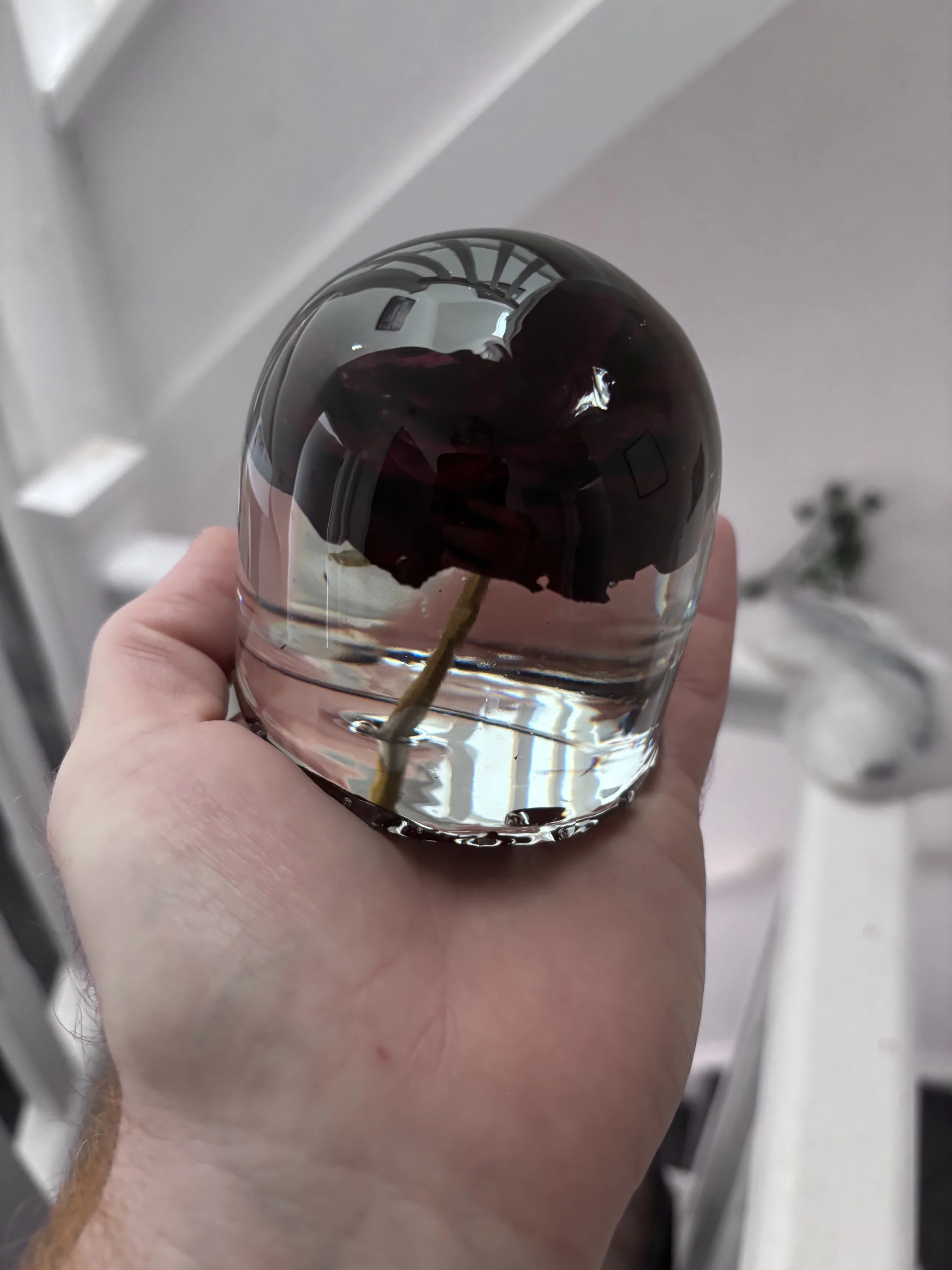 A glass dome with a black rose submerged in water, held in a person's hand.