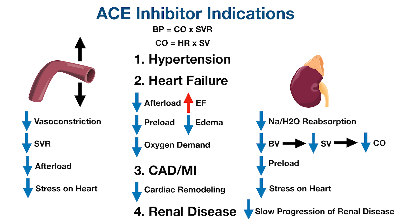ACE inhibitors can be used to decrease the progression of renal disease by inhibiting the renin-angiotensin-aldosterone system.