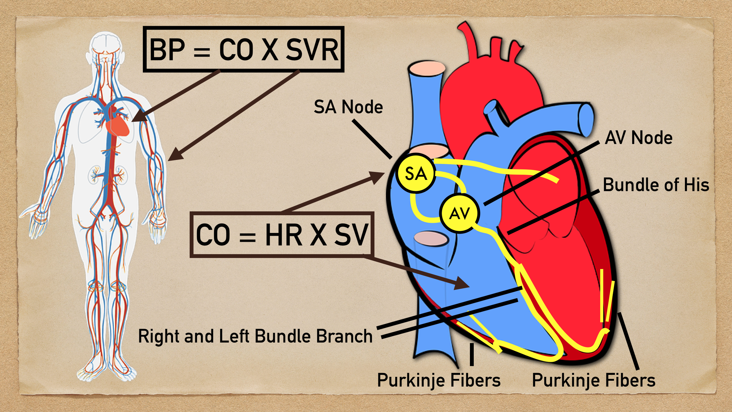 BP = Blood Pressure; CO = Cardiac Output; SVR = Systemic Vascular Resistance; HR = Heart Rate; SV = Stroke Volume