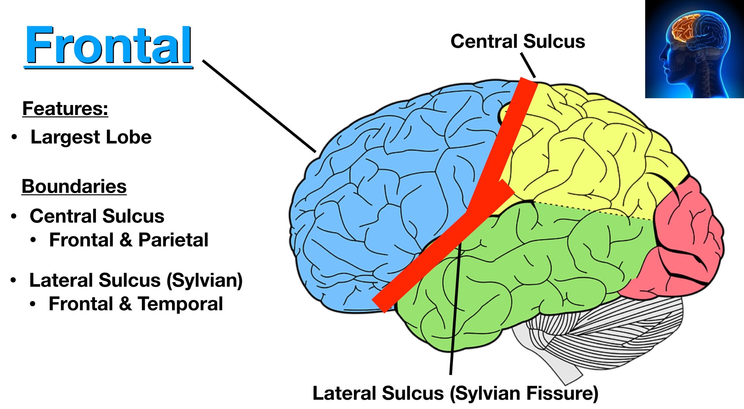 Image: The central sulcus divides the frontal lobe (blue) and parietal lobe (yellow). The lateral sulcus (Sylvian fissure) separates the frontal lobe (blue) from the temporal lobe (green).