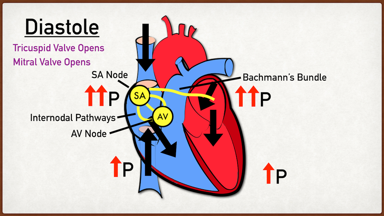 cardiac cycle diagram phases steps in order diastole systole explained