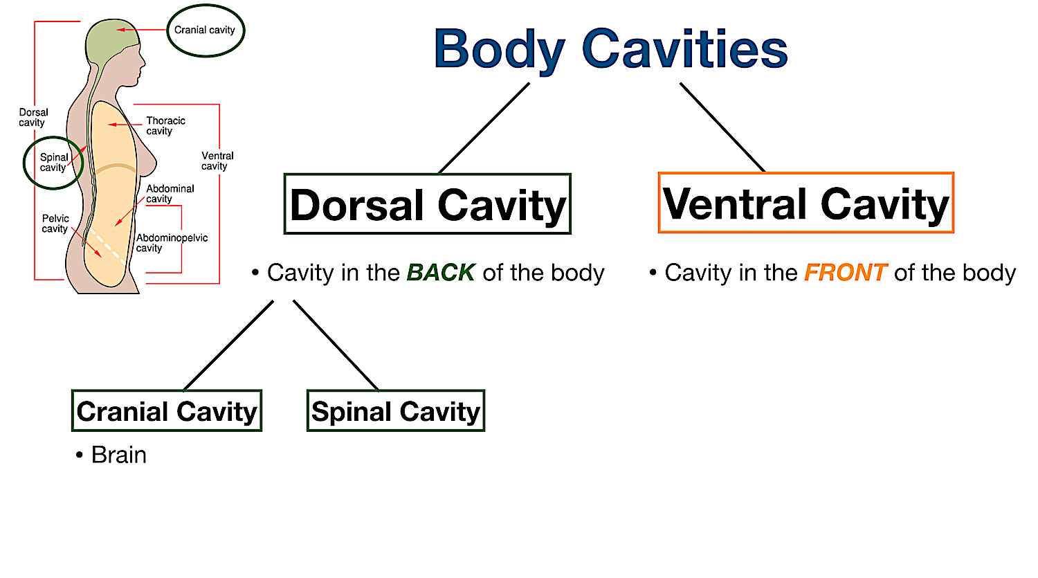 body cavities labeled diagram dorsal cranial spinal