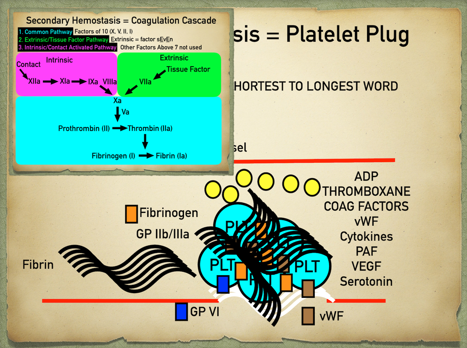 Details of platelet plug formation seen in the above picture can be found in the primary hemostasis blog. The coagulation cascade ultimately creates a fibrin mesh that will further solidify the initial primary platelet plug.