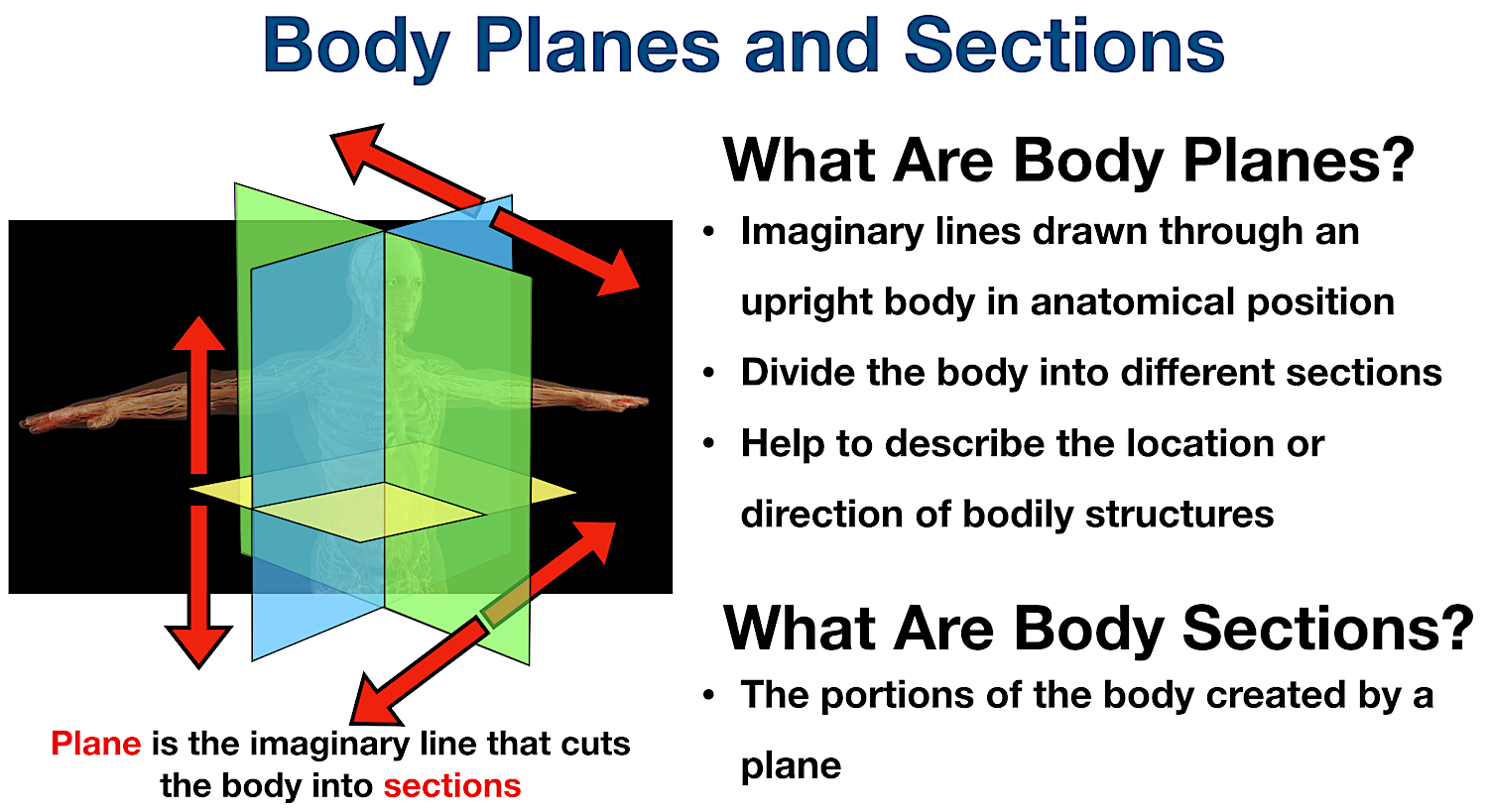 anatomical position body planes sections definition terms diagram description