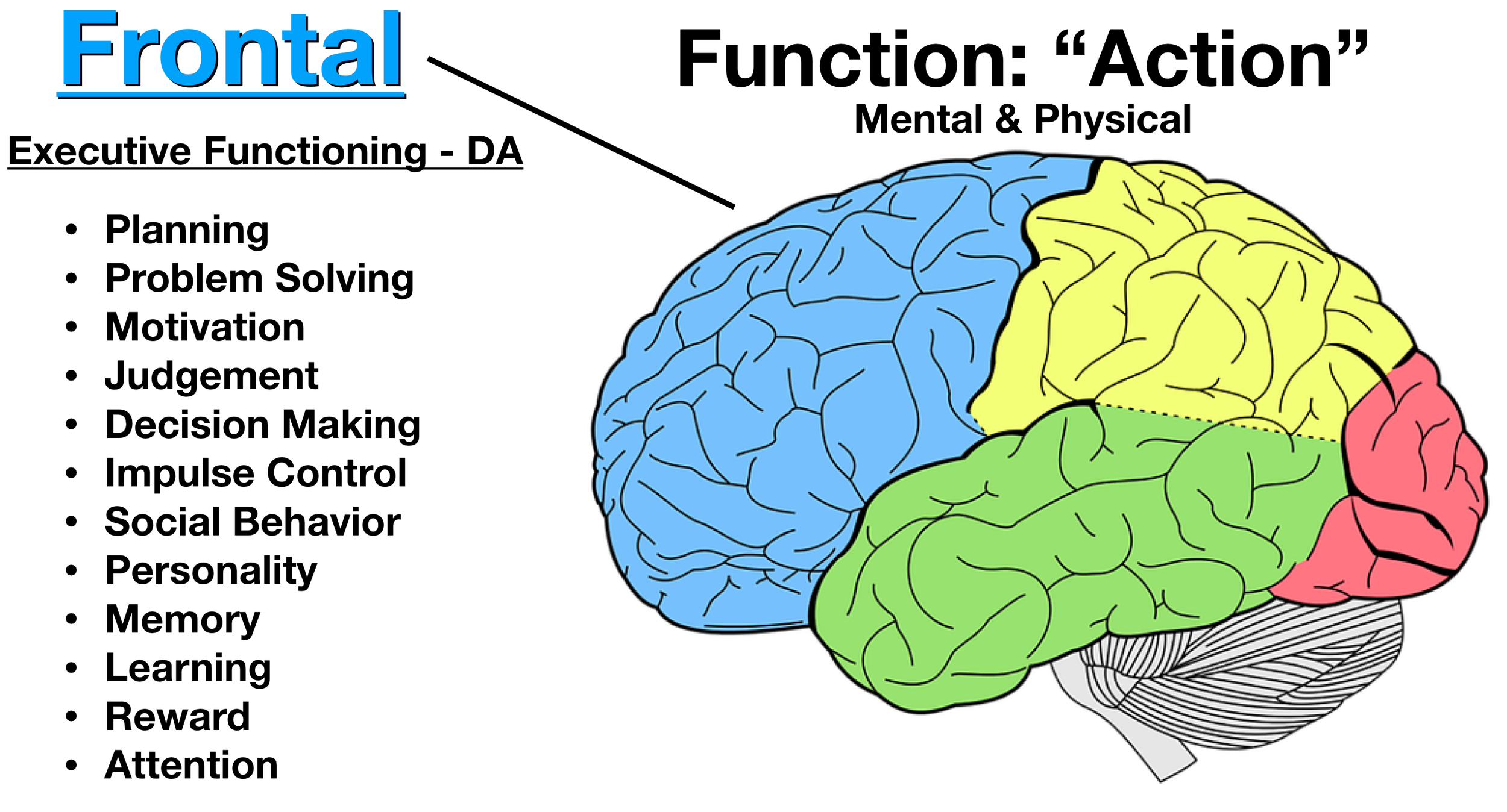 Image: The frontal lobe (blue) is involved in “mental actions” or executive functions such as problem solving, decision making, planning, behavior, etc.