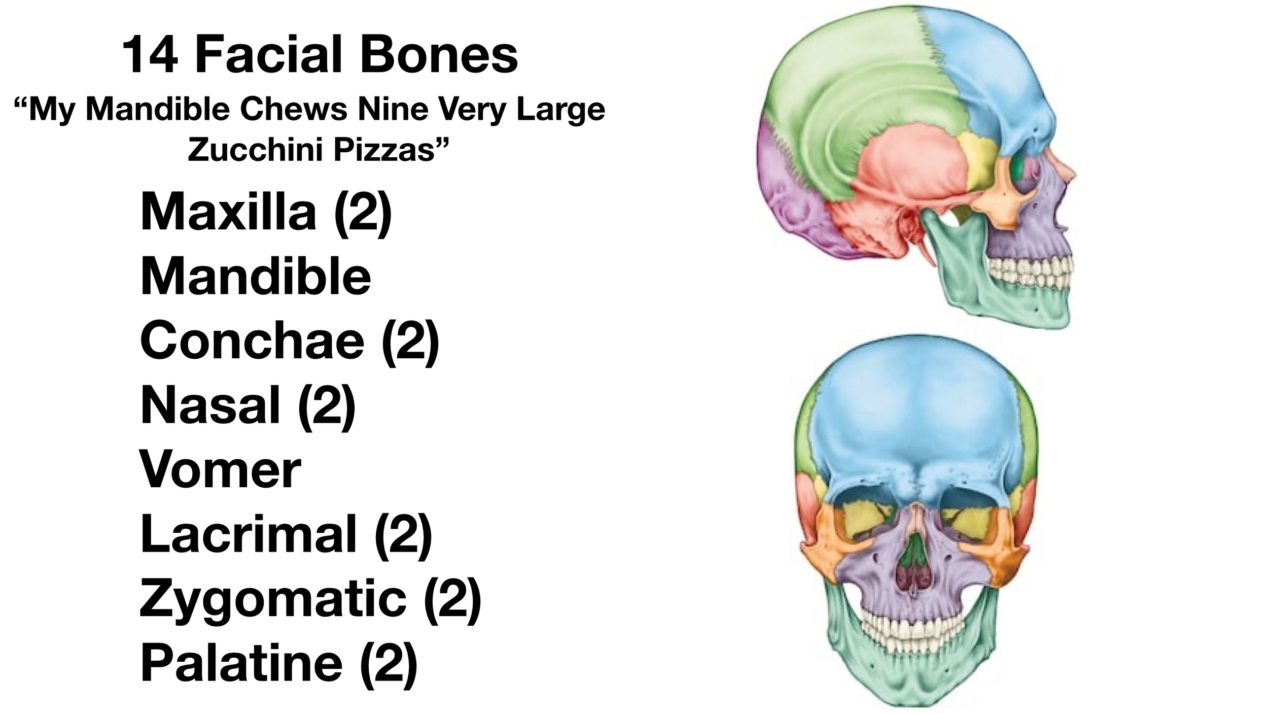 Image: The above mnemonic will help you remember the names of the facial bones.