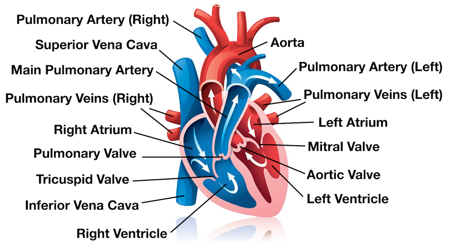 Diagram: Blood flow through the heart, cardiac circulation pathway, and the main cardiac structures and anatomy.