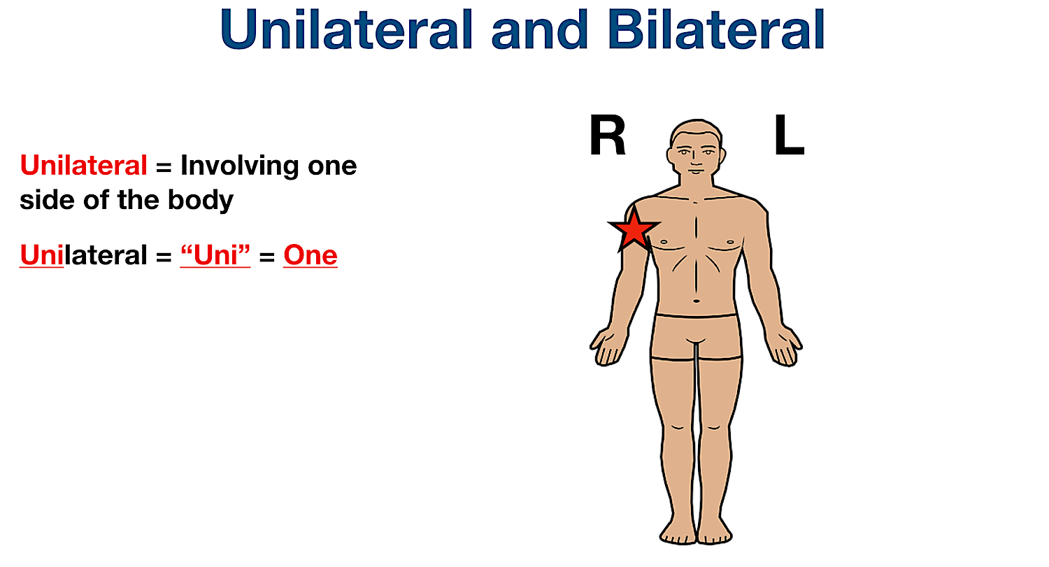 anatomical position directional terms unilateral definition example labeled diagram