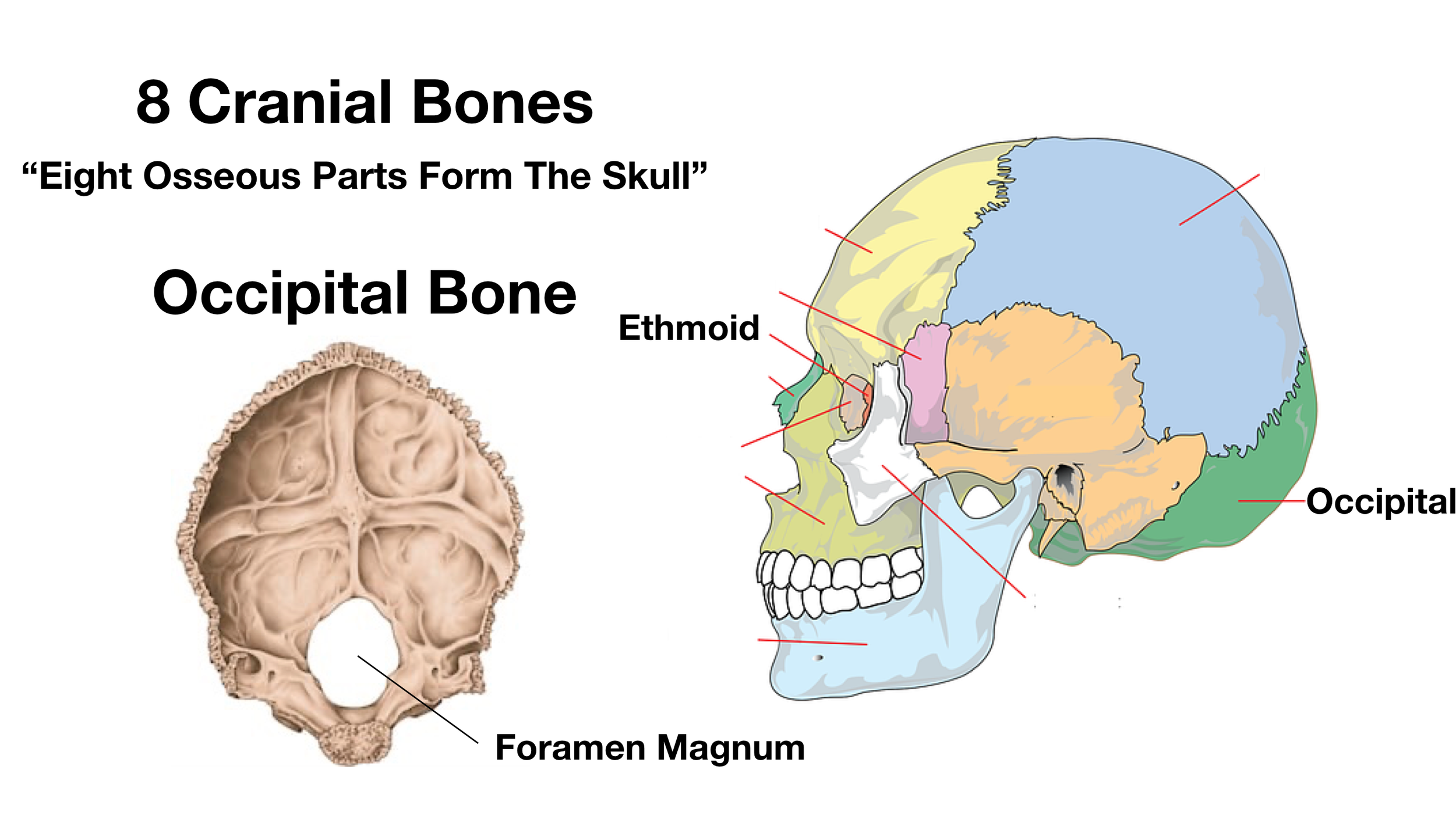 Image: The foramen magnum is a large hole at the base of the occipital bone where the brain stem travels through.