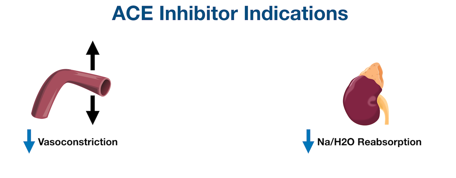 ACE inhibitors have 2 main effects on the body: decreased vasoconstriction and decreased sodium/water reabsorption in the kidney.
