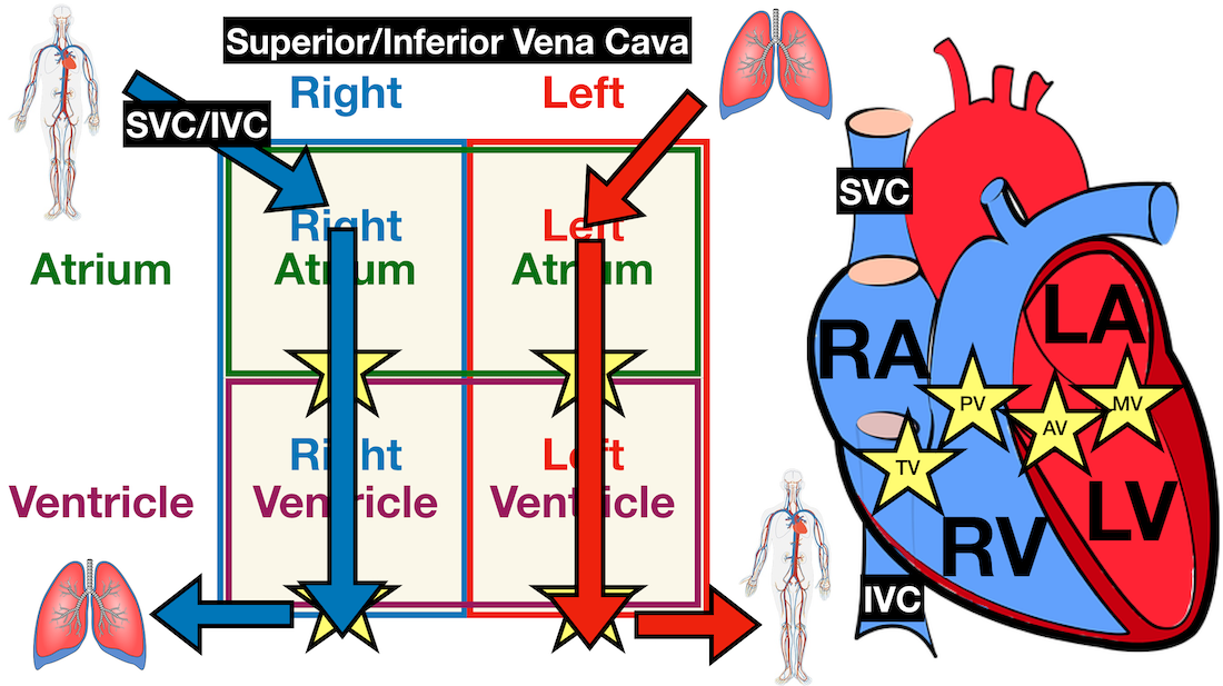 Image: Anatomy of the heart labeled diagram showing the main cardiac structures including the superior and inferior vena cava.