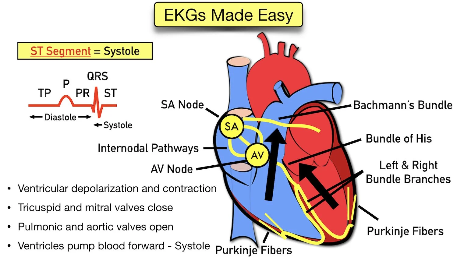 ecg waveform explained st segment labeled diagram components ventricular depolarization contraction