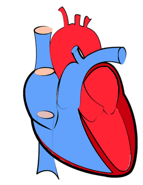 Image: Cartoon diagram of the heart we will use to review the main cardiac structures and anatomy.