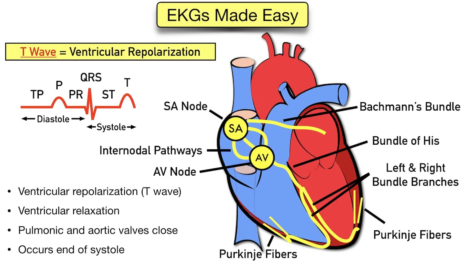 ecg waveform explained t wave labeled diagram components ventricular repolarization relaxation