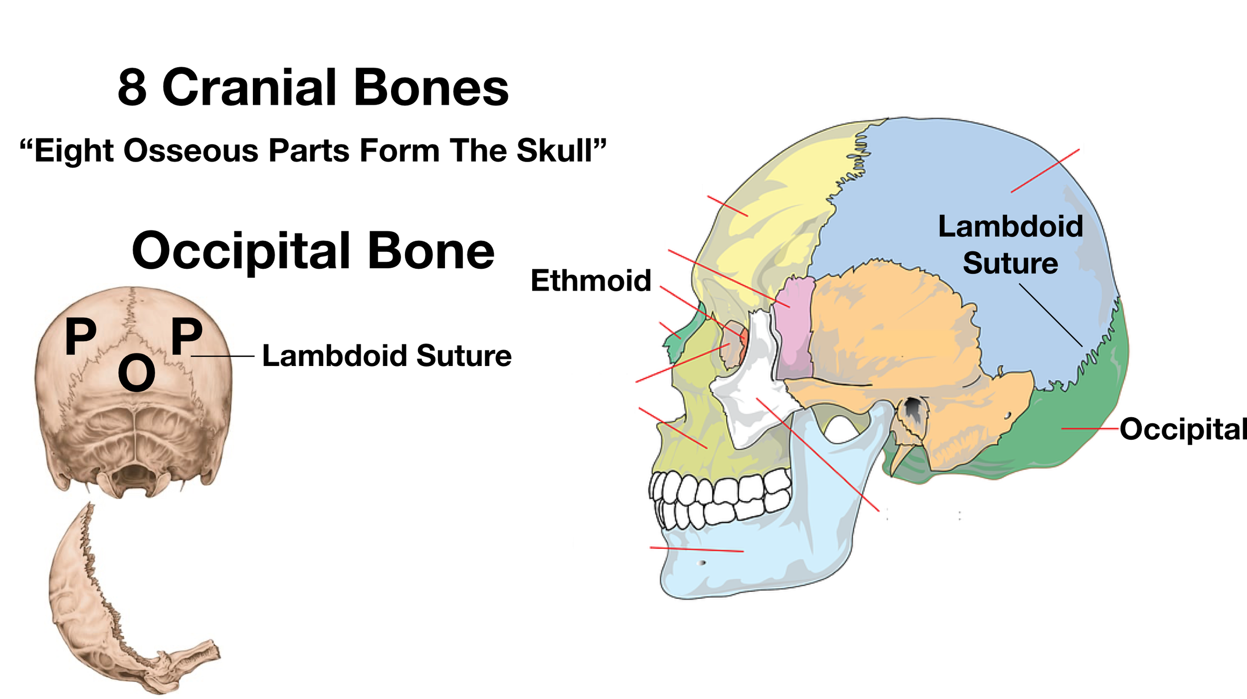 Image: The lambdoid suture connects the occipital bone (O) to both parietal bones (P) as shown on the left and right images.