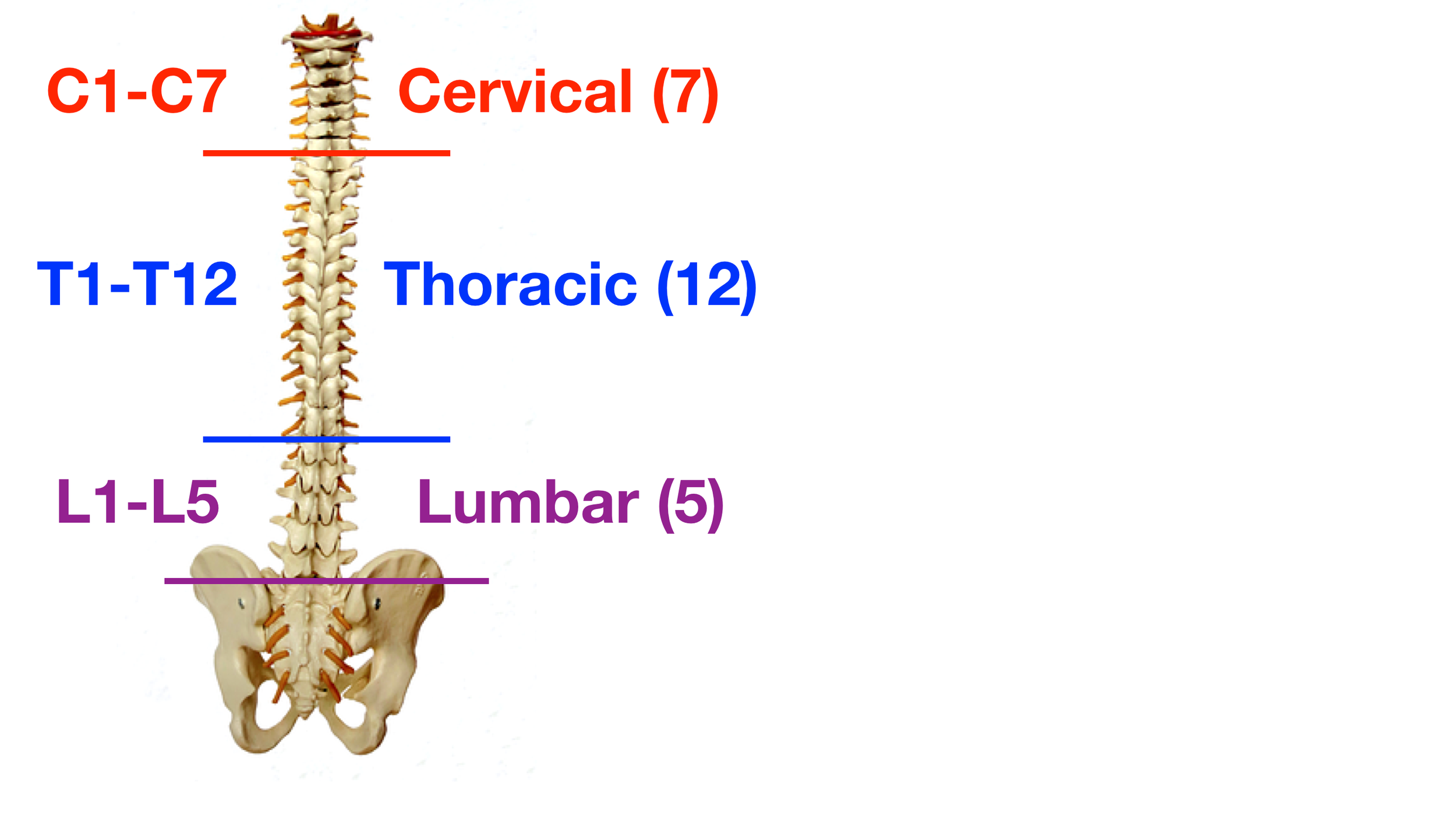 Image: There are 5 lumbar vertebrae located in the lower back labeled L1-L5.