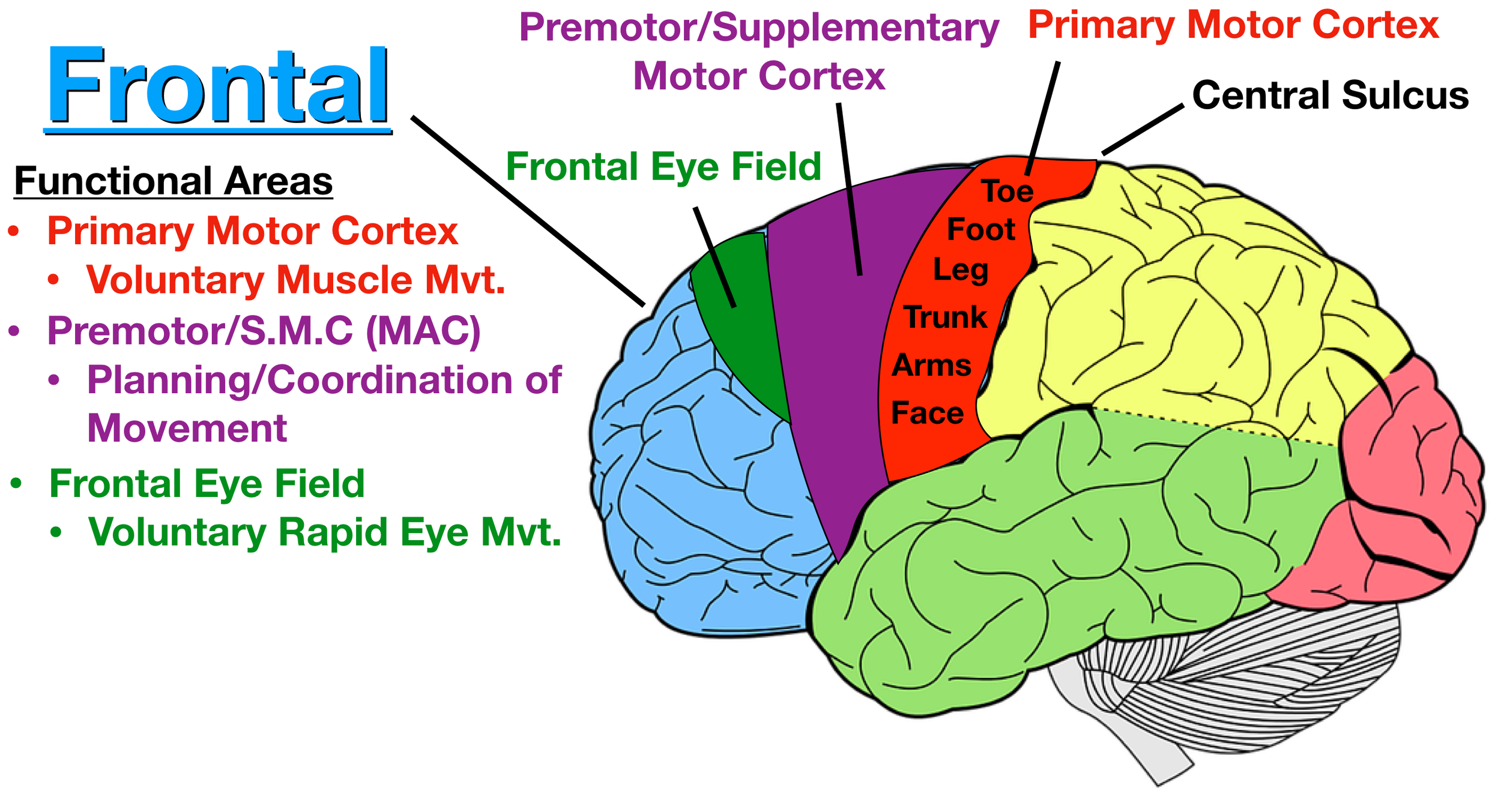 Image: The frontal eye field (green) is involved in the planning, coordination, and execution of eye movements, especially rapid ones.