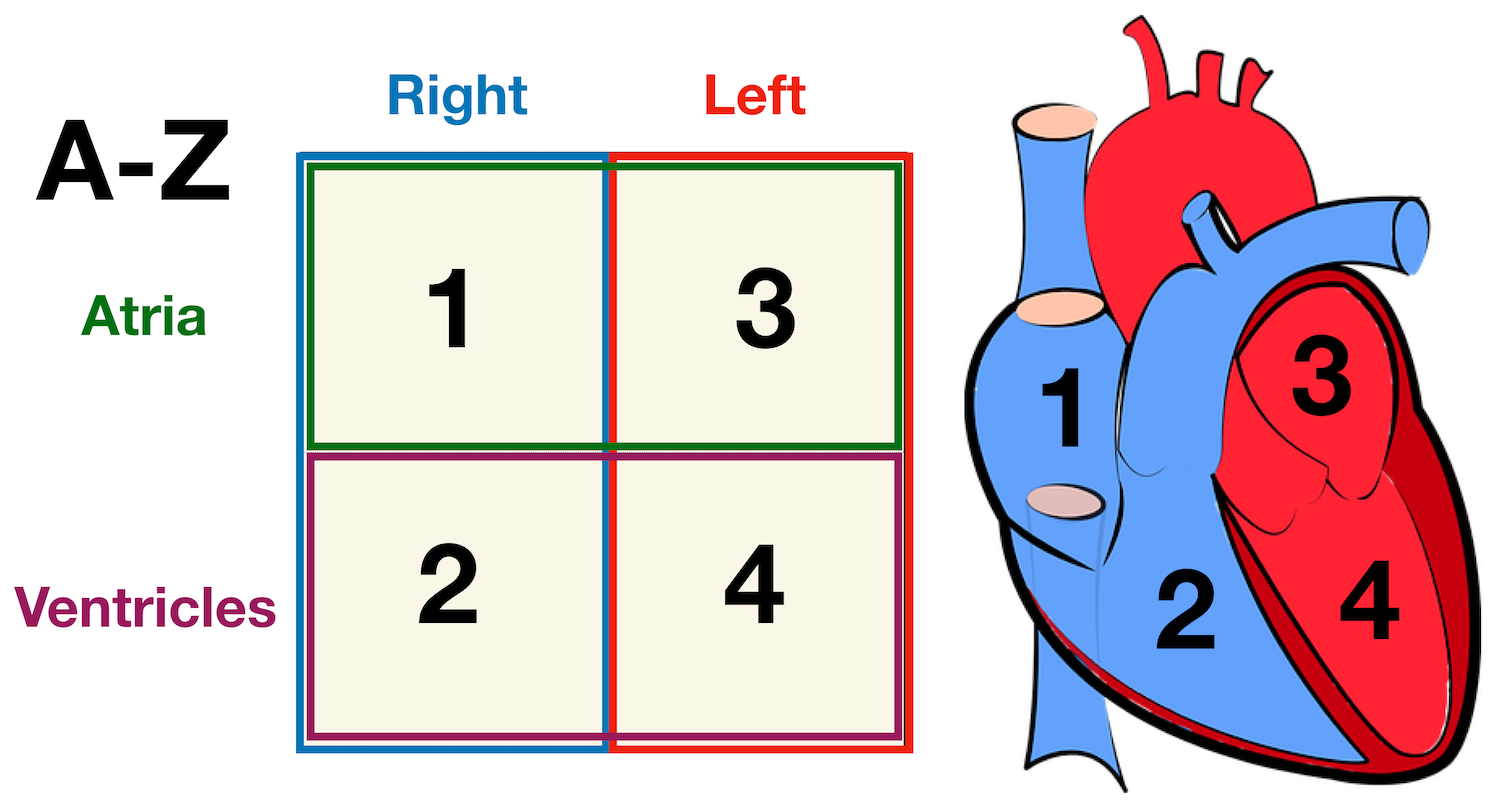 Image: Diagram of the cardiac anatomy showing the top chambers (atria) and bottom chambers (ventricles). Use the alphabet (A before V) to remember the atria are on top and the ventricles are on the bottom.