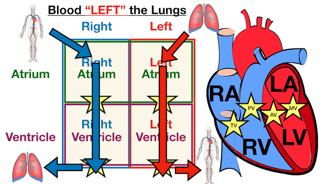 Image: Diagram showing the cardiac structures and blood flow through the left side of the heart.