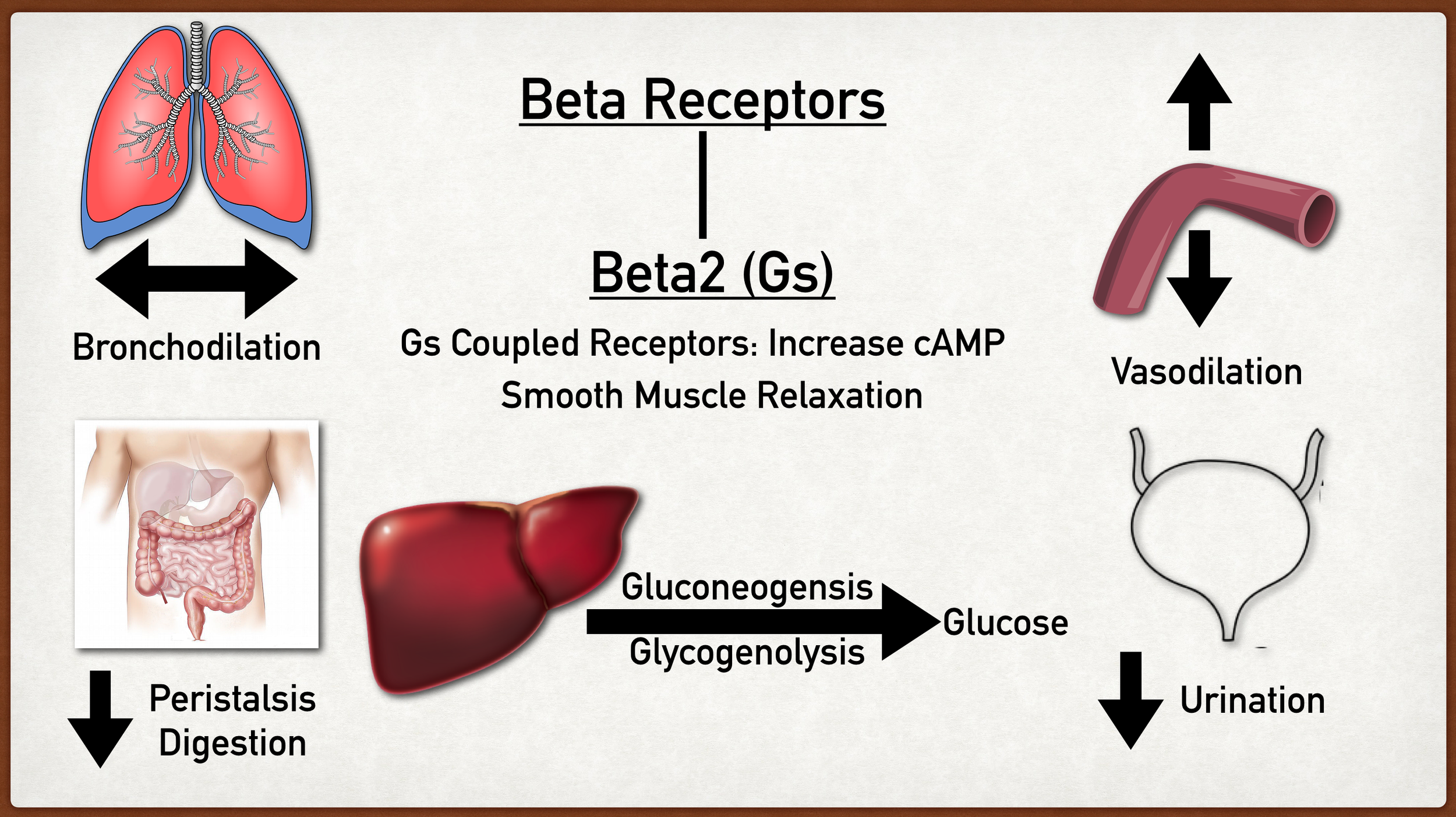 Beta2 receptors are coupled with Gs proteins that increase cAMP. This will lead to smooth muscle relaxation. Structures with beta2 receptors on them will relax and the liver will increase glucose production.