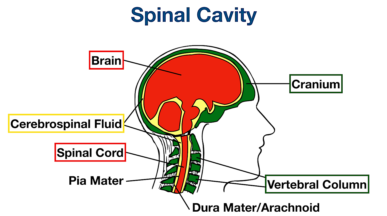 spinal cranial body cavity organs membranes meninges labeled diagram