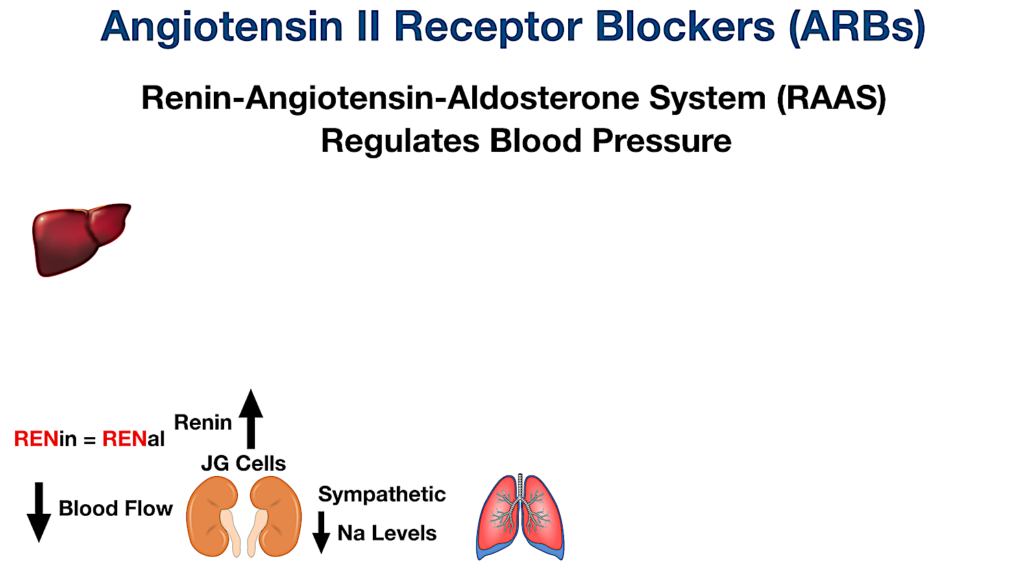 Renin is released by the kidneys (JG cells) secondary to decreased renal blood flow/perfusion, decreased blood volume, sympathetic activation, or decreased sodium levels in the distal tubule of the nephron.