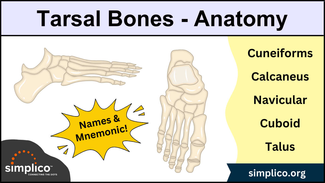 Foot and Ankle Anatomy: Tarsal Bone Mnemonic