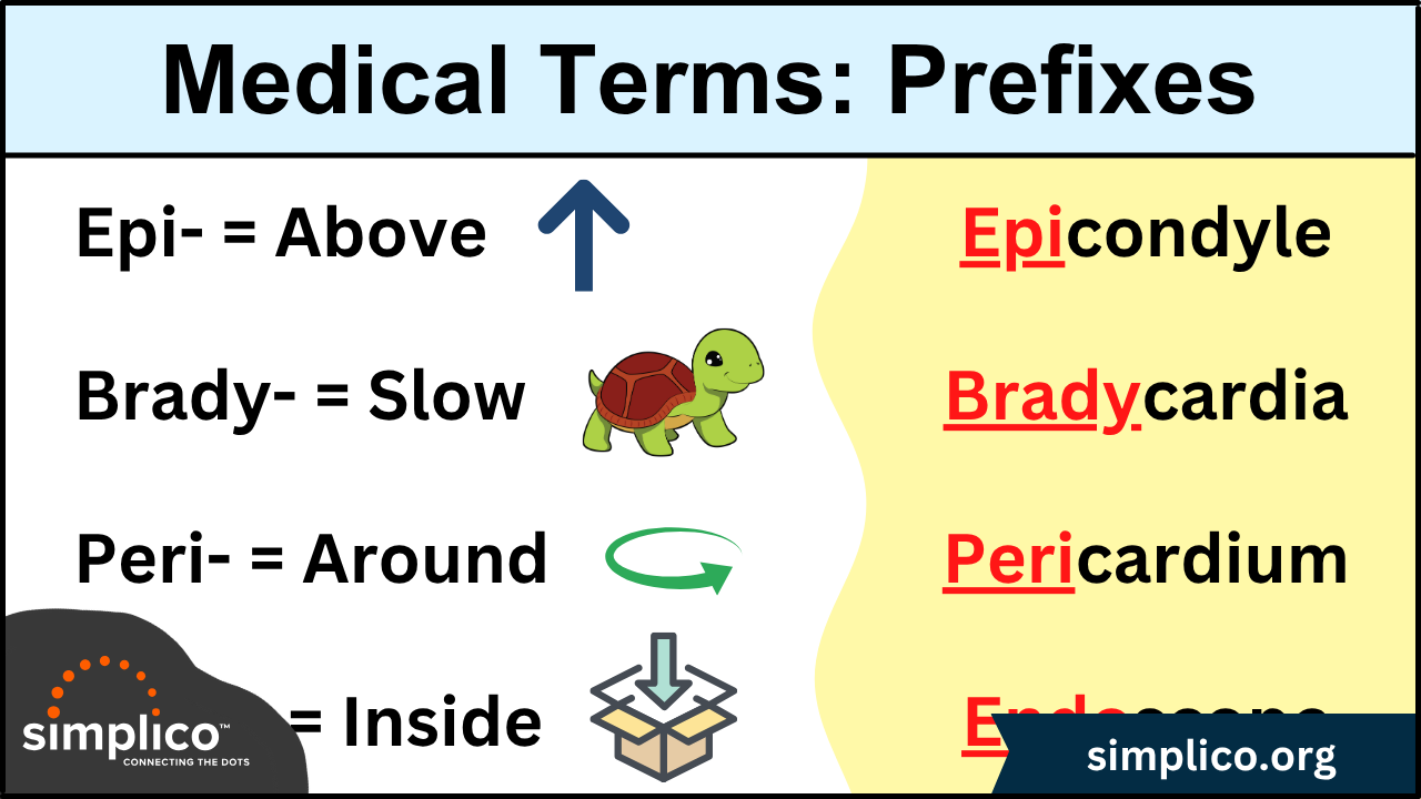 Medical Terminology: List of Common Prefixes &amp; Meanings