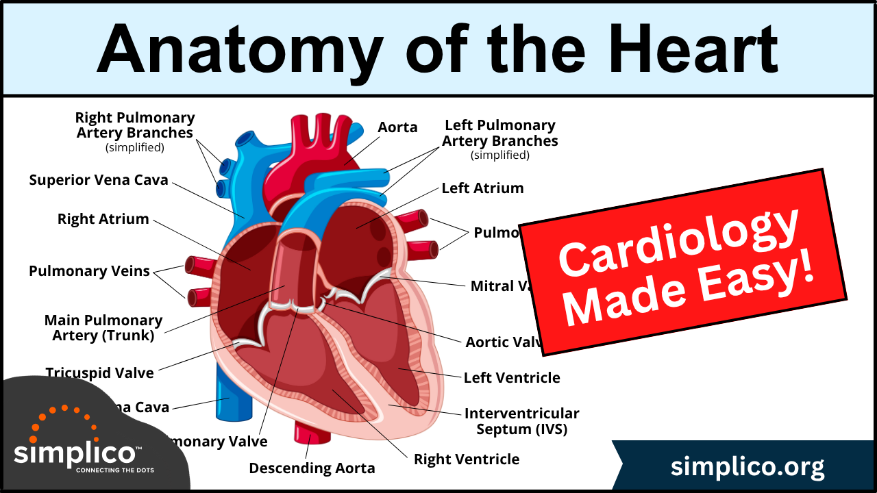 Heart Anatomy: Labeled Diagram, Structures, Function, and Blood Flow
