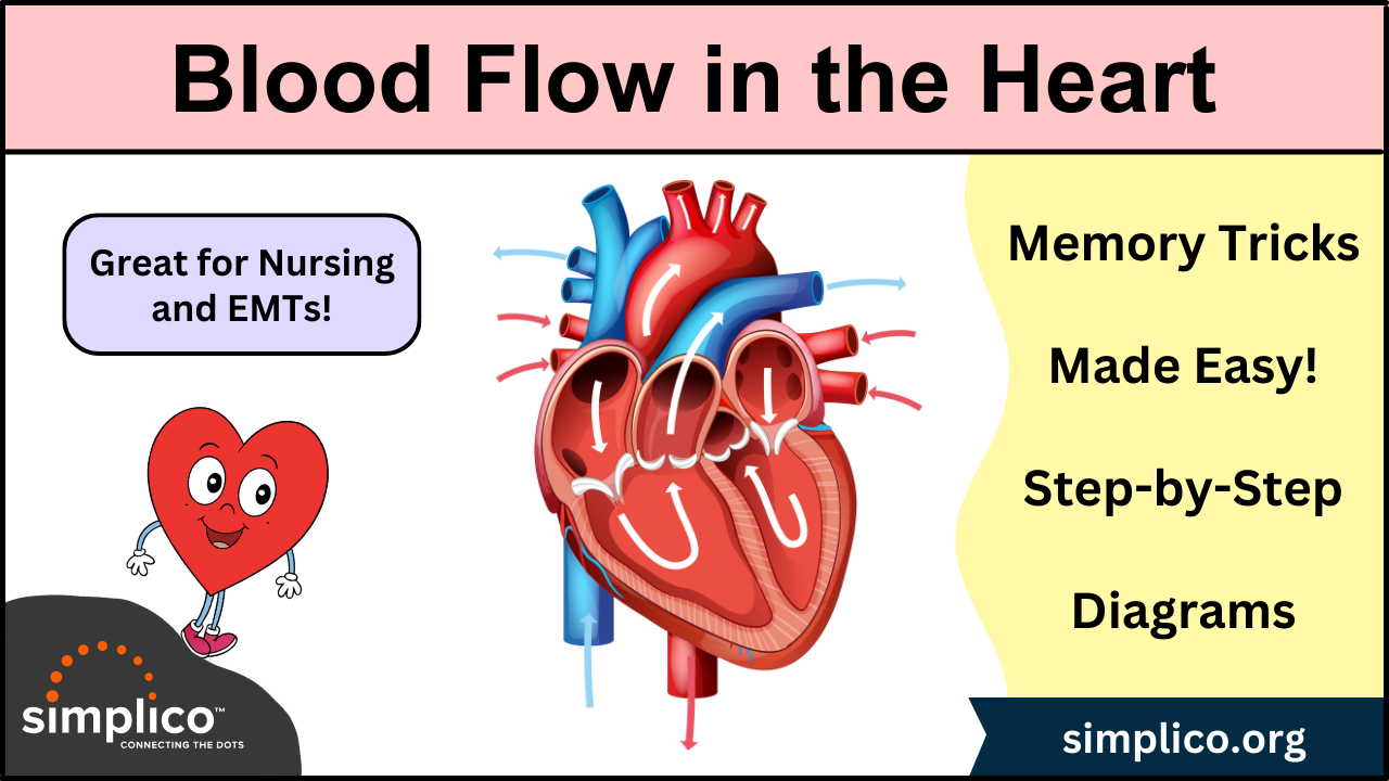 Blood Flow Through The Heart: A Simple 12 Step Diagram